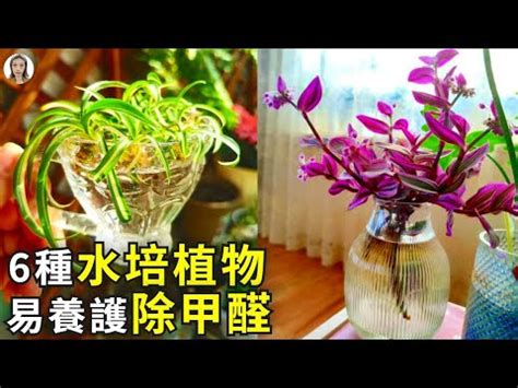 哪種植物最好種|15種「懶人也種不死」的新手必選植物 「不用每天顧。